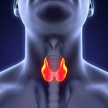 thyroid gland illustration