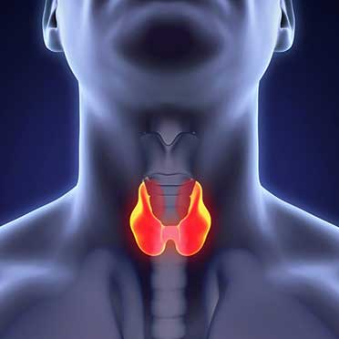 thyroid gland illustration